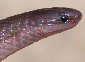 Eastern Worm Snake